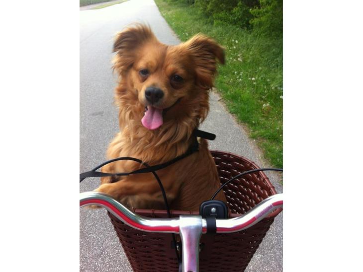 Blanding af racer Loui aka Louise billede 1