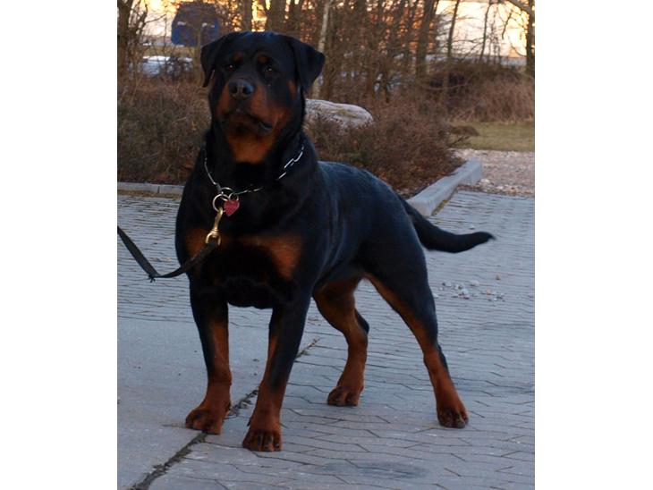 Rottweiler Fury vom hause Desteny (coco) - 10 måneder gammel billede 1