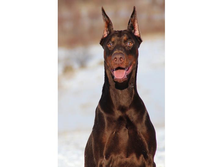 Dobermann Master Mia V Masterhof - 5 år billede 1