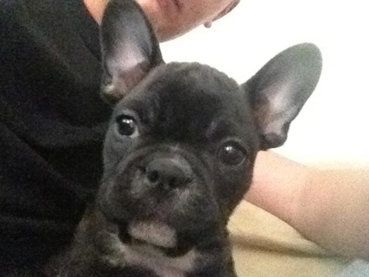 Fransk bulldog Joey >bad-boy< billede 1