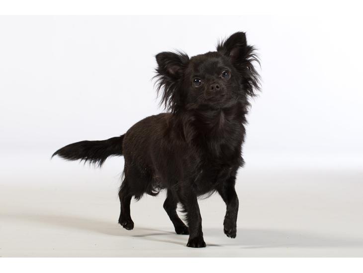 {{currentPhoto.altText}} billede {{currentPhoto.number}}