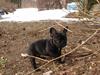Fransk bulldog Fie