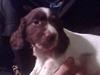 Engelsk springer spaniel jaa der er så mange