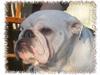 Engelsk bulldog Hertha. R.I.P 26-06-2012