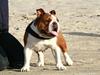 Engelsk bulldog Betty