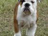 Engelsk bulldog Åse 
