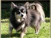 Chihuahua Lynet (Maxie 9år d.8 MAJ 2012 blev han [ Himmelhund]