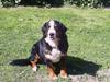Berner sennenhund Orlanda