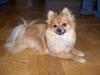 Pomeranian Kit  (betty)