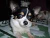 Chihuahua Jumbo
