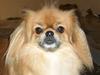 Tibetansk spaniel Khyi-Mo´s Byiba Cimba