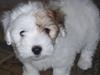 Coton de tulear Uniq Coton Vicktor 