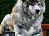 Akita inu DKCH Shishimai's Kambei  [ Himmelhund]