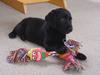 Labrador retriever Max