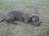 Blanding af racer Kovaz R.I.P