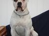Amerikansk bulldog Østergaard´s Carlos