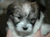 Coton de tulear Uniq Coton Sergent Pepper