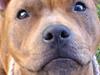 Staffordshire bull terrier Sheila