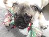 Mops Abby
