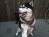Alaskan malamute lucas