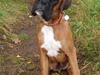 Boxer Odin