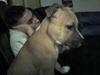 Staffordshire bull terrier Kida 