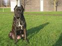 Cane corso xenia