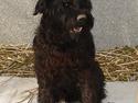 Riesenschnauzer Hector -Død ;,(