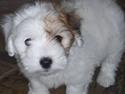 Coton de tulear Uniq Coton Vicktor