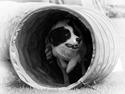 Border collie Max