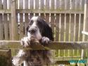 Engelsk setter bruce