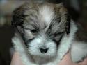 Coton de tulear Uniq Coton Sergent Pepper