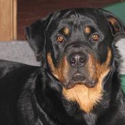 Rottweiler saki
