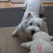 West highland white terrier Mulle