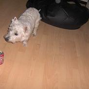 West highland white terrier Mulle