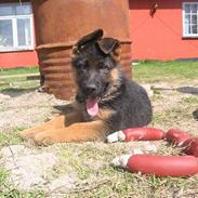 Schæferhund Karat´s Kenzo