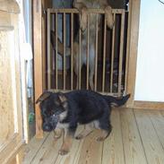 Schæferhund Karat´s Kenzo
