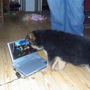 Schæferhund Karat´s Kenzo