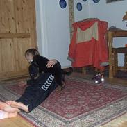 Schæferhund Karat´s Kenzo