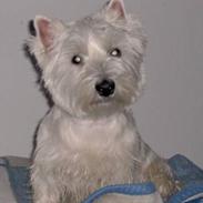 West highland white terrier Mulle