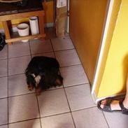 Cavalier king charles spaniel Sofus