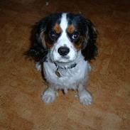 Cavalier king charles spaniel Emil