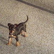 Dvaergpinscher Jack