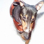 Dvaergpinscher Jack