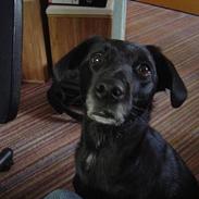 Blanding af racer Lady