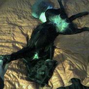 Blanding af racer Lady