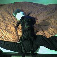 Blanding af racer Lady