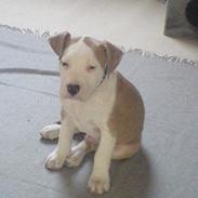 Amerikansk staffordshire terrier Tyson