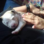 Amerikansk staffordshire terrier Tyson