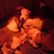 Amerikansk staffordshire terrier Tyson